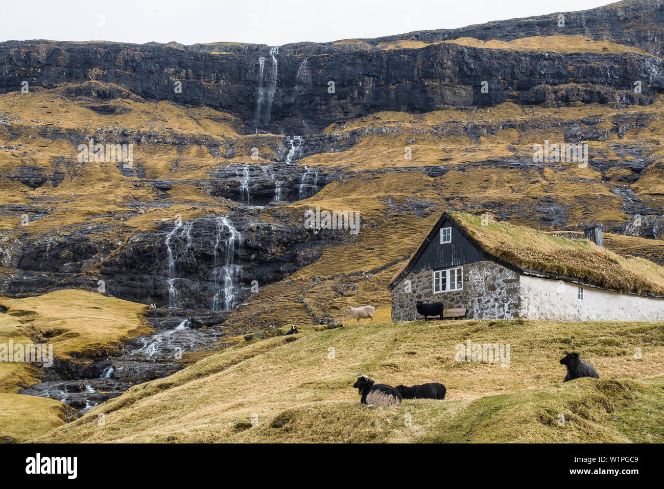 Le pecore di fronte un traditionel tetto di paglia casa a cascata in Saksun, Streymoy, Isole Faerøer, Danimarca Foto Stock