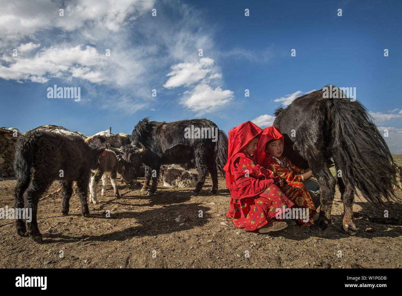 Le ragazze del Kirghizistan di mungere yak, Afghanistan, il Pamir, Asia Foto Stock