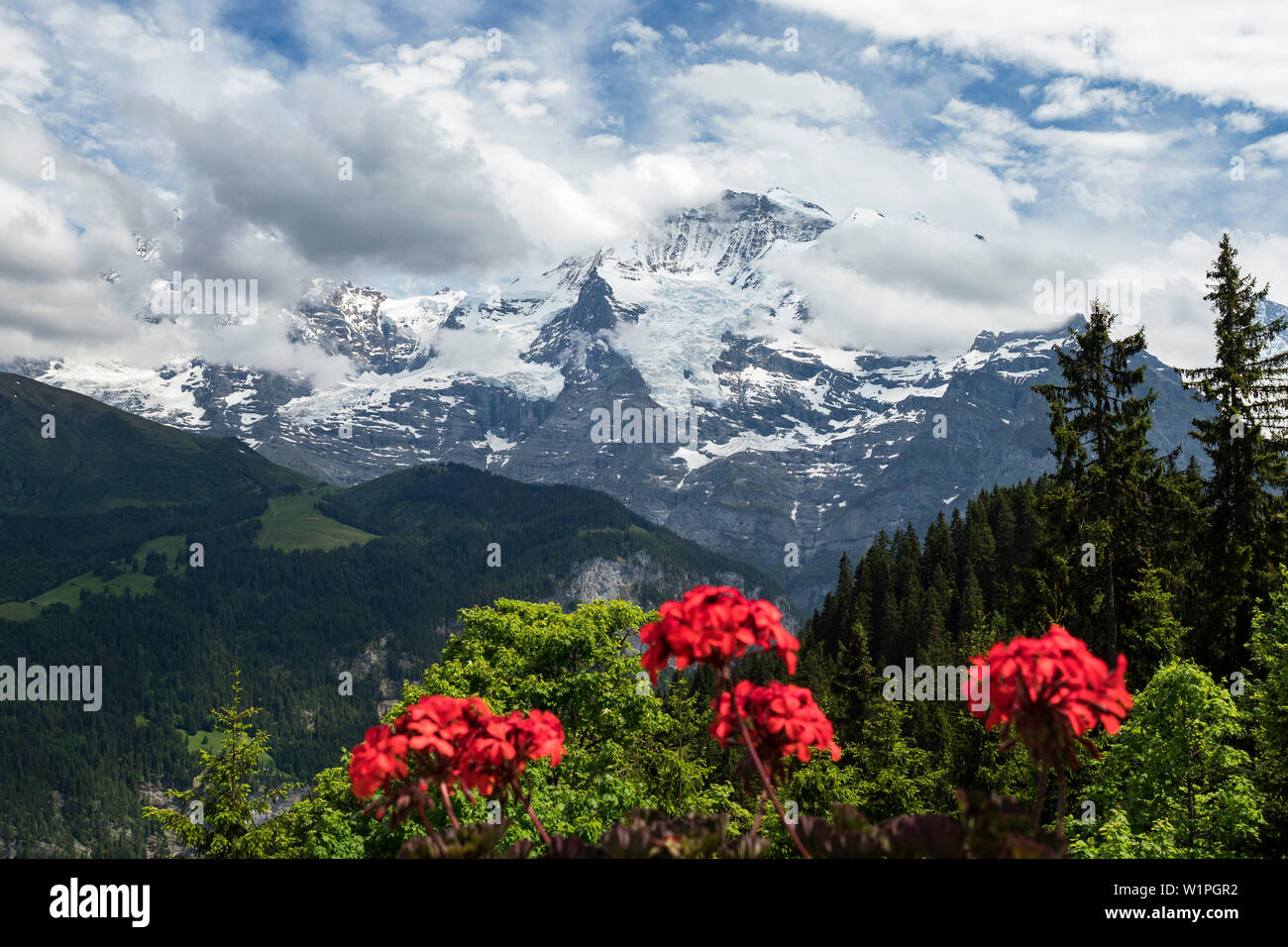 Vista sulle montagne del Mönch e Jungfrau, Alpi Oberland Bernese, Svizzera, Europa Foto Stock