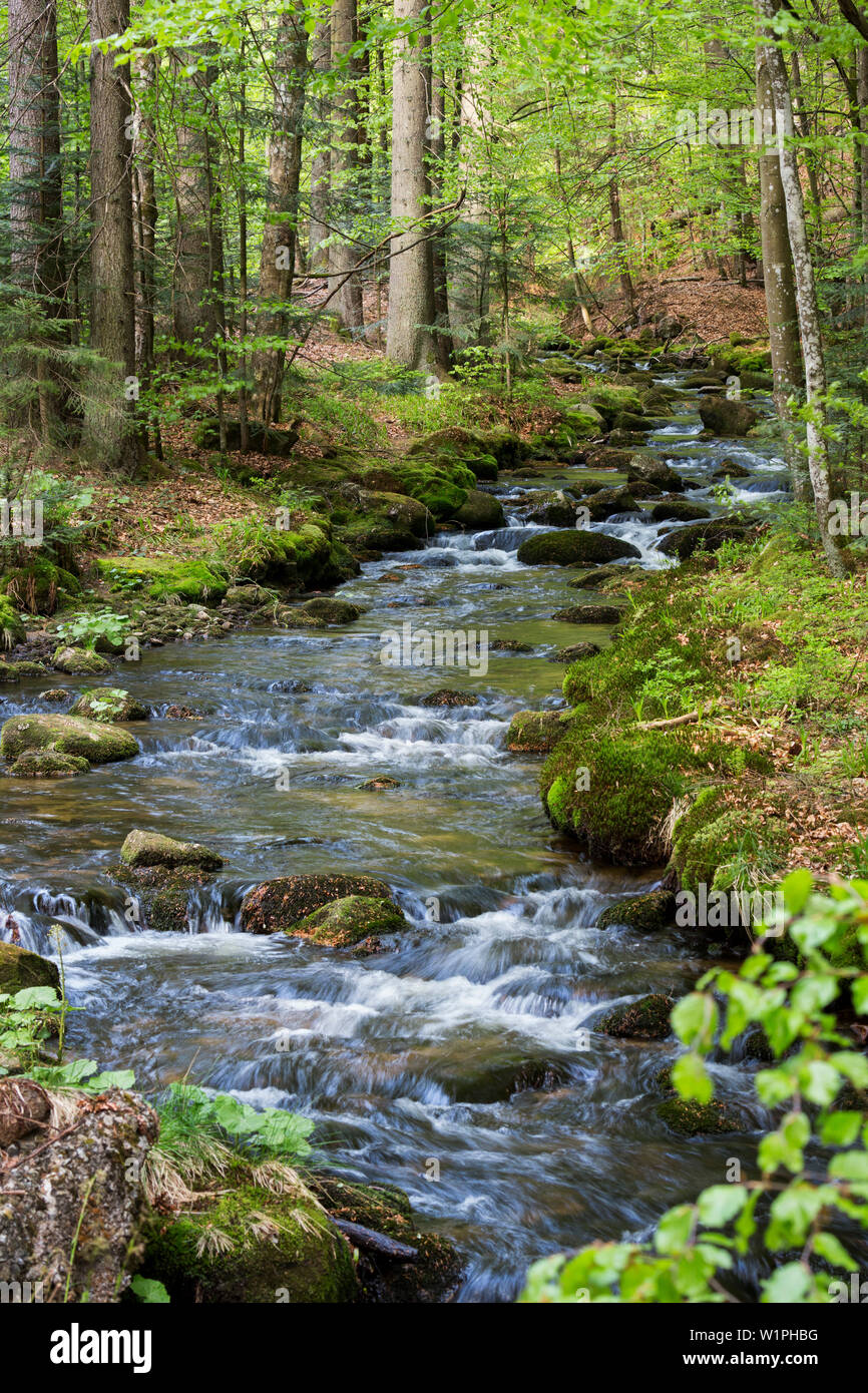Creek Kleine Ohe in foresta, Parco Nazionale della Foresta Bavarese, Bassa Baviera, Germania, Europa Foto Stock