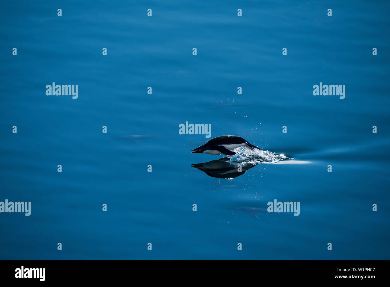 Un pinguino Adélie (Pygoscelis adeliae), circondato dai suoi fratelli underwater salta fuori dell'acqua calma per respirare, Paulet Island, Peninsu Antartico Foto Stock
