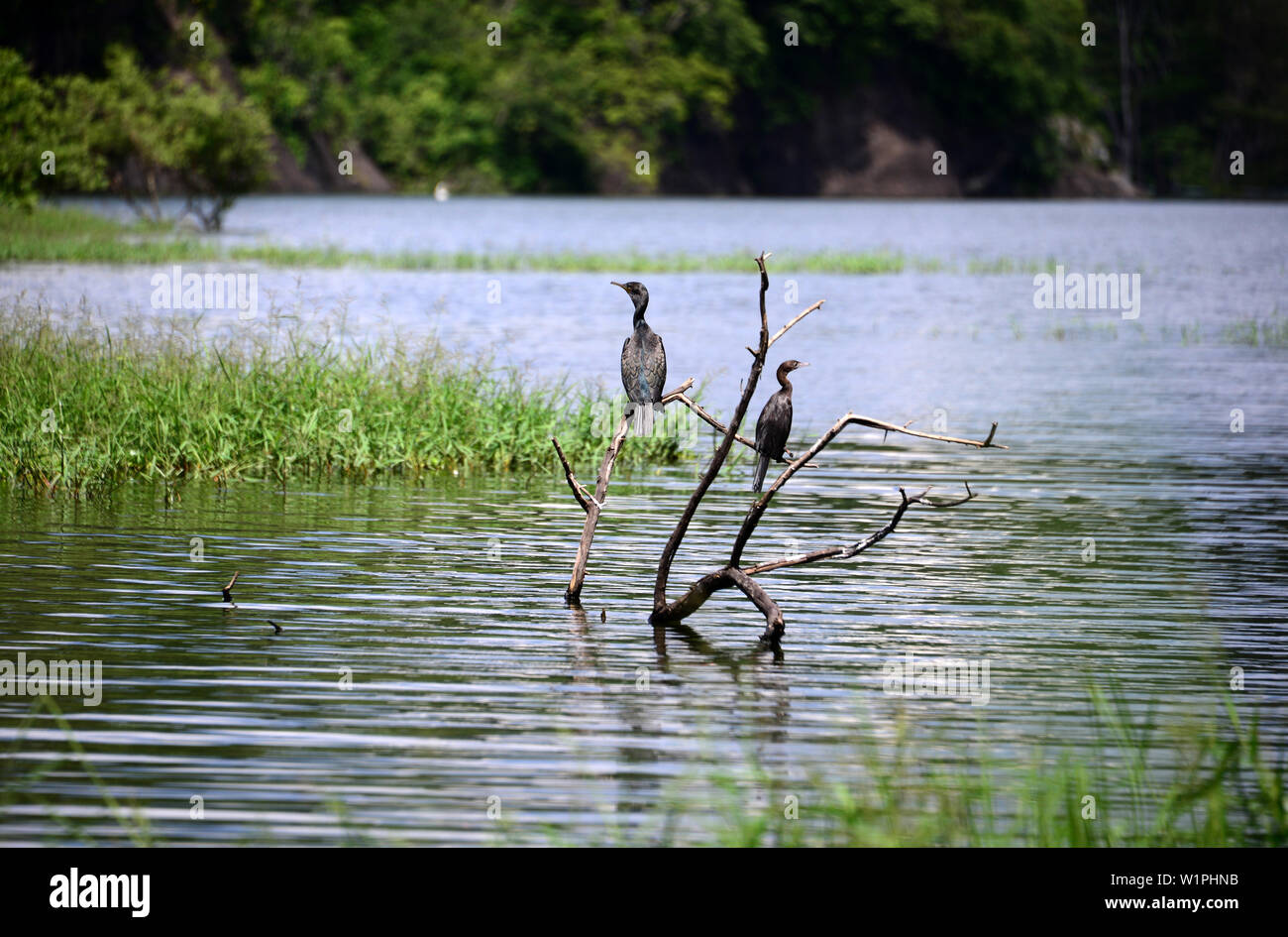 Vicino Buduruvagala, montagne meridionali, Sri Lanka Foto Stock