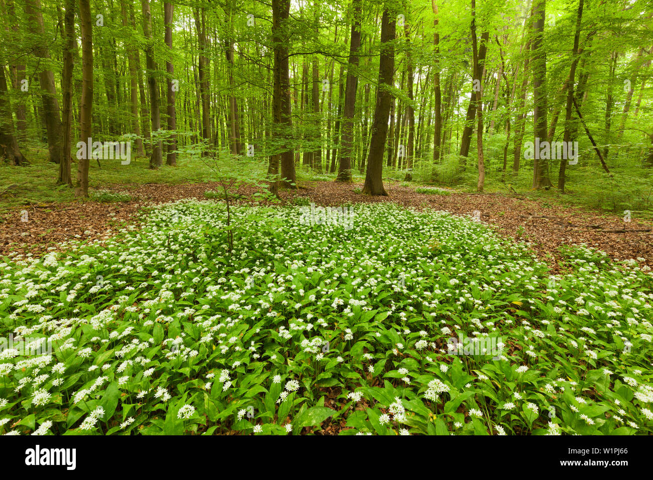 Sentiero escursionistico sentiero pur fiorente aglio selvatico, Parco Nazionale Hainich, Turingia, Germania Foto Stock