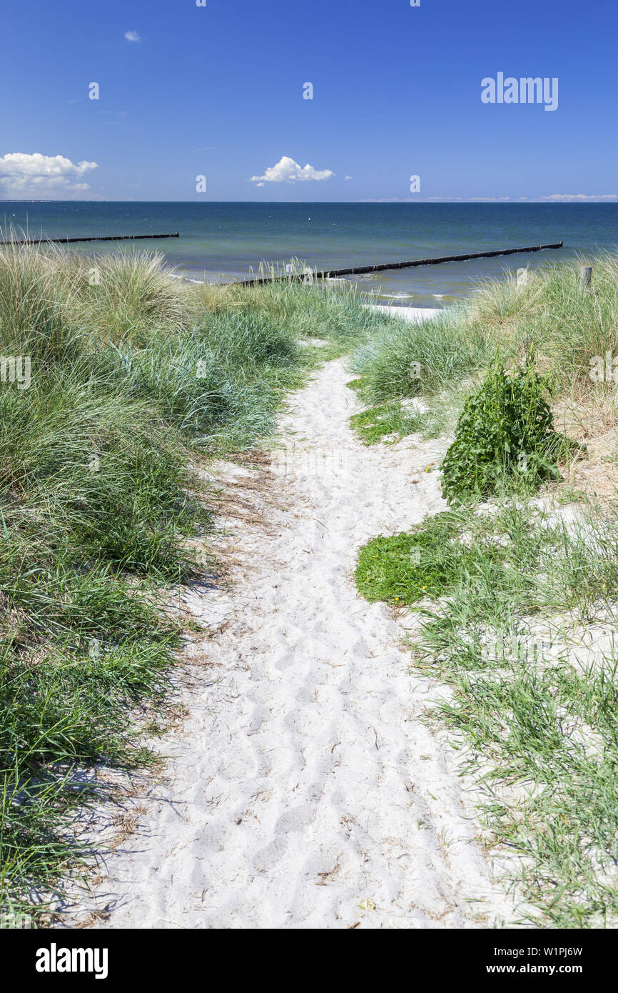 Strada verso il baech in Neuendorf, isola di Hiddensee, costa baltica, Meclemburgo-Pomerania, nel nord della Germania, Europa Foto Stock