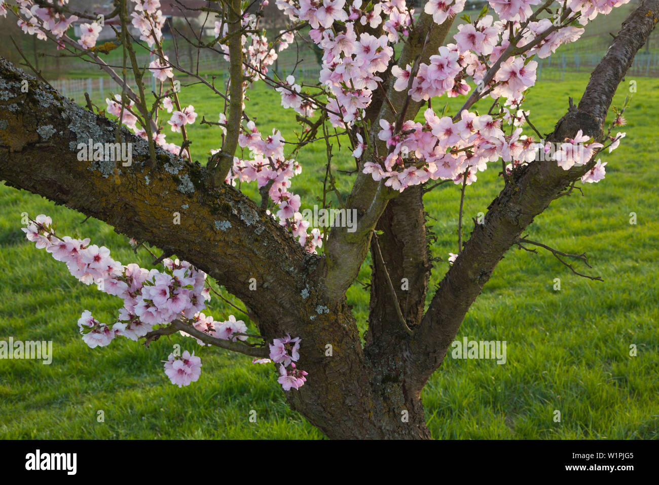 Fiore di mandorla, Mandelbluetenweg, Deutsche Weinstrasse (tedesco la strada del vino), Pfalz, Renania-Palatinato, Germania Foto Stock