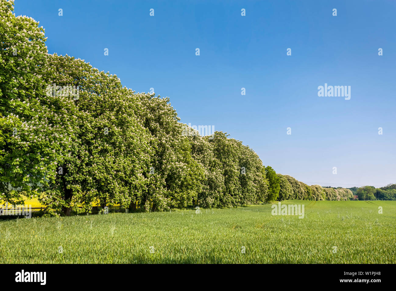 Vicolo di castagno, Lancken-Granitz, Ruegen Isola, Meclemburgo-Pomerania Occidentale, Germania Foto Stock