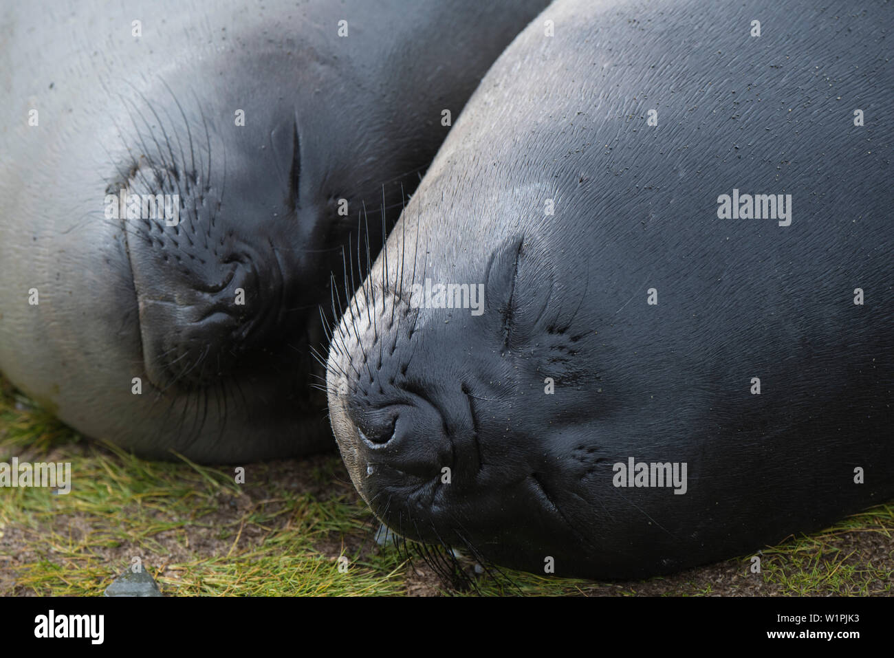Due elefante meridionale guarnizioni (Mirounga leonina), altamente animali sociali, dormire vicino a ogni altro sul breve, erba aggrovigliati, Fortuna Bay, Georgia del Sud è Foto Stock