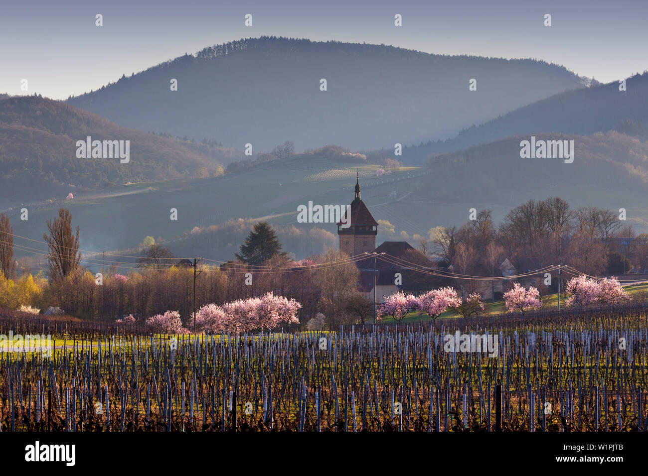 Mandorli in fiore Geilweilerhof, vicino Siebeldingen, Mandelbluetenweg, Deutsche Weinstrasse (tedesco la strada del vino), Pfalz, Renania-Palatinato, Germania Foto Stock