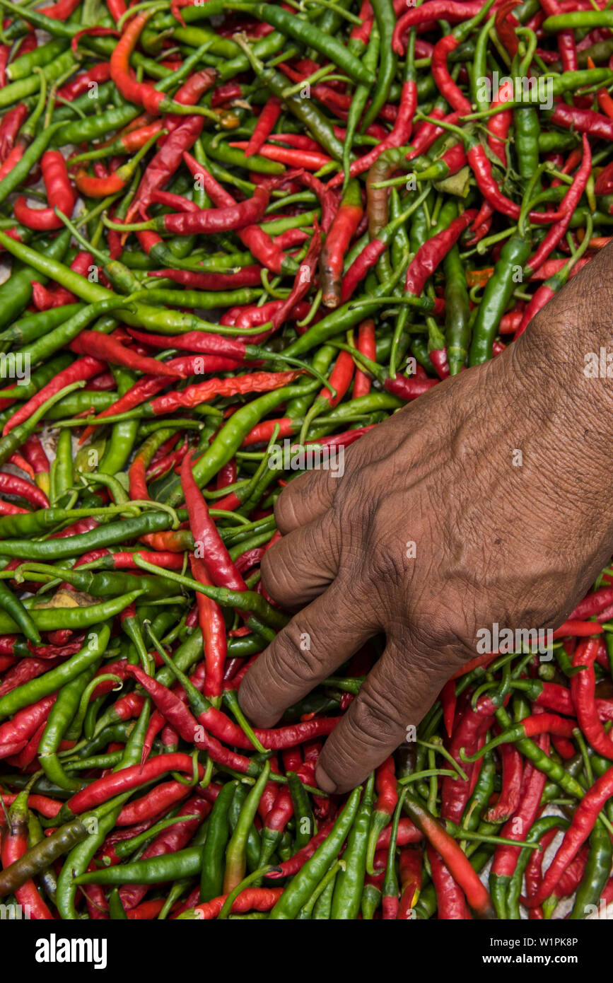 Una di carnagione scura mano scava in una massa di rosso e peperoncini verdi Lautoka, Viti Levu, Figi e Sud Pacifico Foto Stock