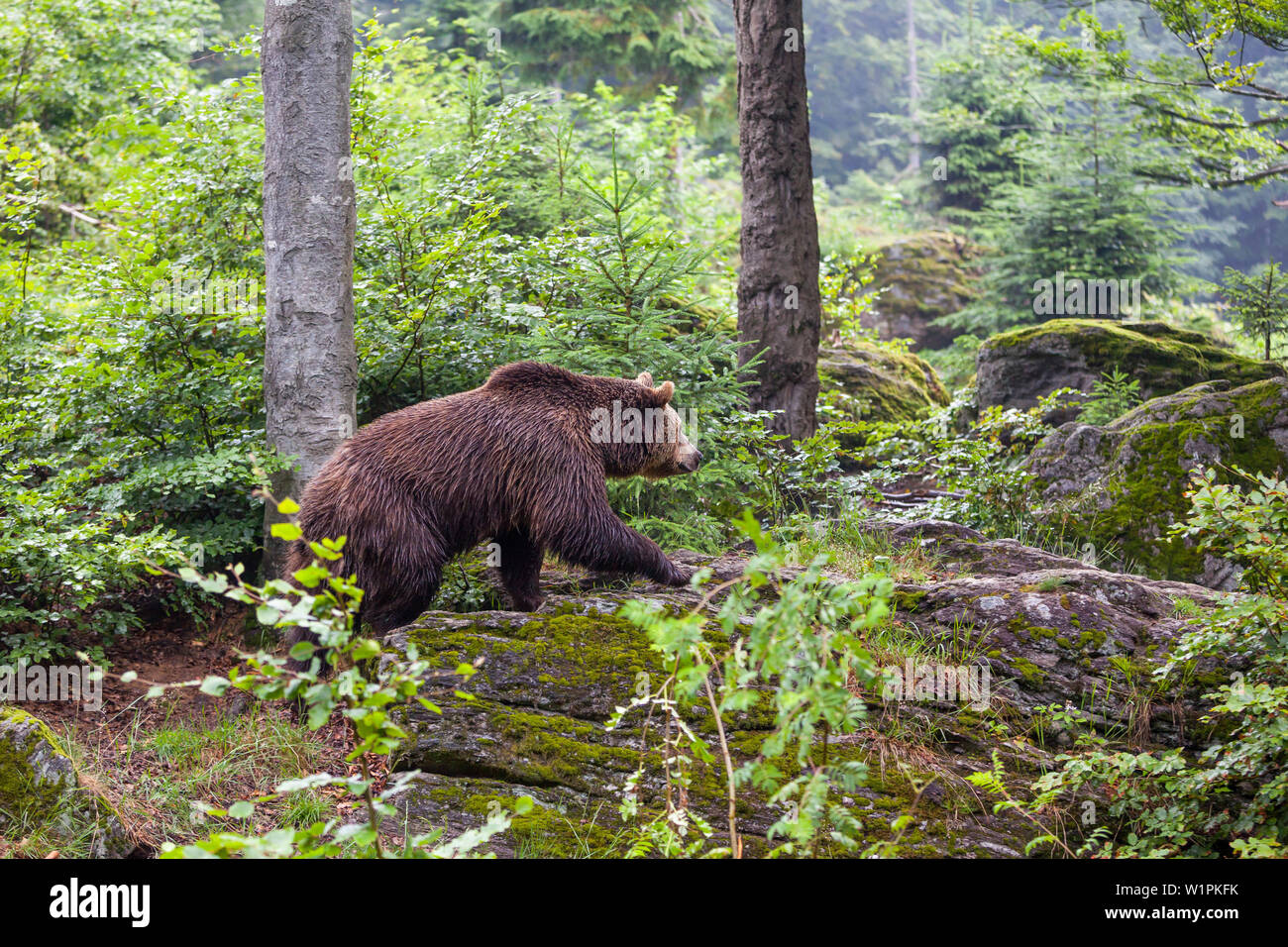 Orso bruno in foresta, Ursus arctos, Parco Nazionale della Foresta Bavarese, Baviera, Germania, Europa, captive Foto Stock