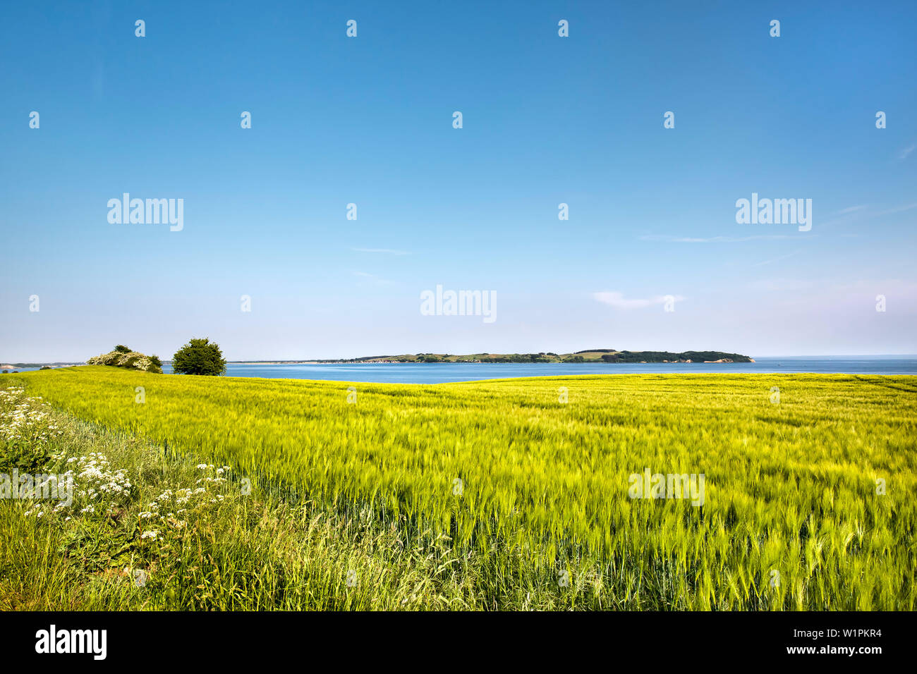 Reddevitzer Hoeft, Moenchgut, Ruegen Isola, Meclemburgo-Pomerania Occidentale, Germania Foto Stock