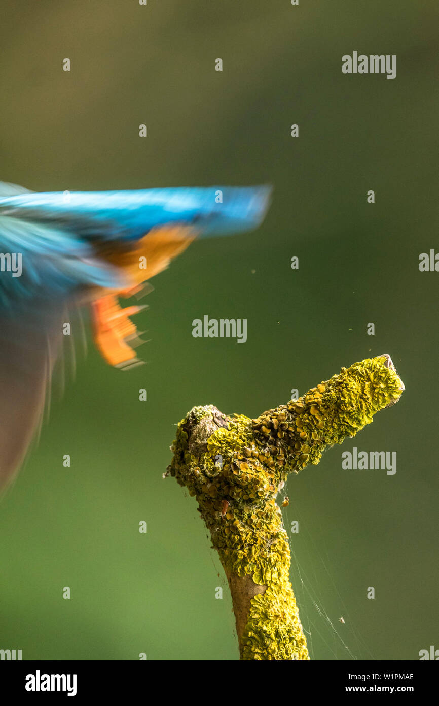 Dynamic close-up di martin pescatore come vola fuori della foto Foto Stock