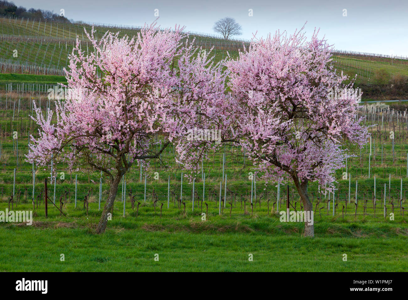 Fiore di mandorla, Mandelbluetenweg, Deutsche Weinstrasse (tedesco la strada del vino), Pfalz, Renania-Palatinato, Germania Foto Stock