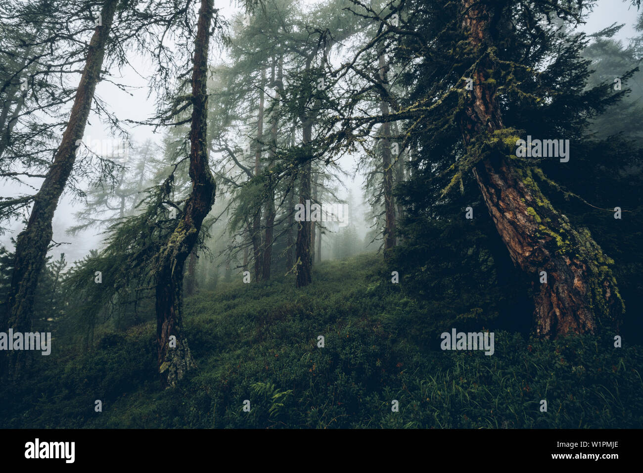 Matura foresta nella nebbia umore, E5, Alpenüberquerung, quarto stadio, Skihütte Zams,Pitztal,Lacheralm, Wenns, Gletscherstube, Zams a Braunschweiger Hütte, tyro Foto Stock