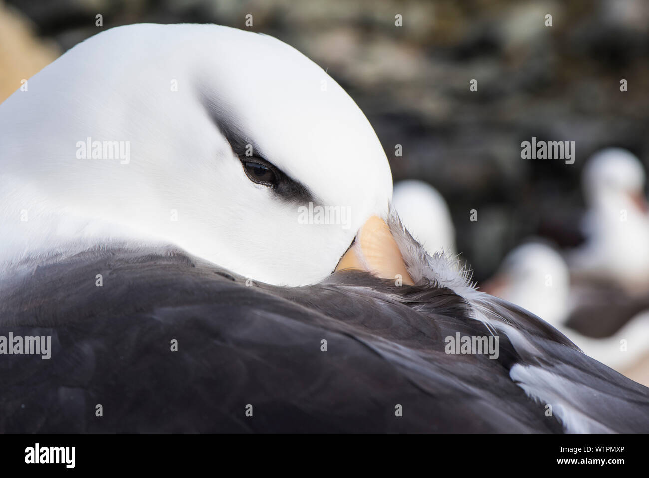 Un black-browed albatross (Thalassarche melanophris) seppellisce il suo becco in una sua ala-piume prima di napping, nuova isola, Isole Falkland, British Overs Foto Stock