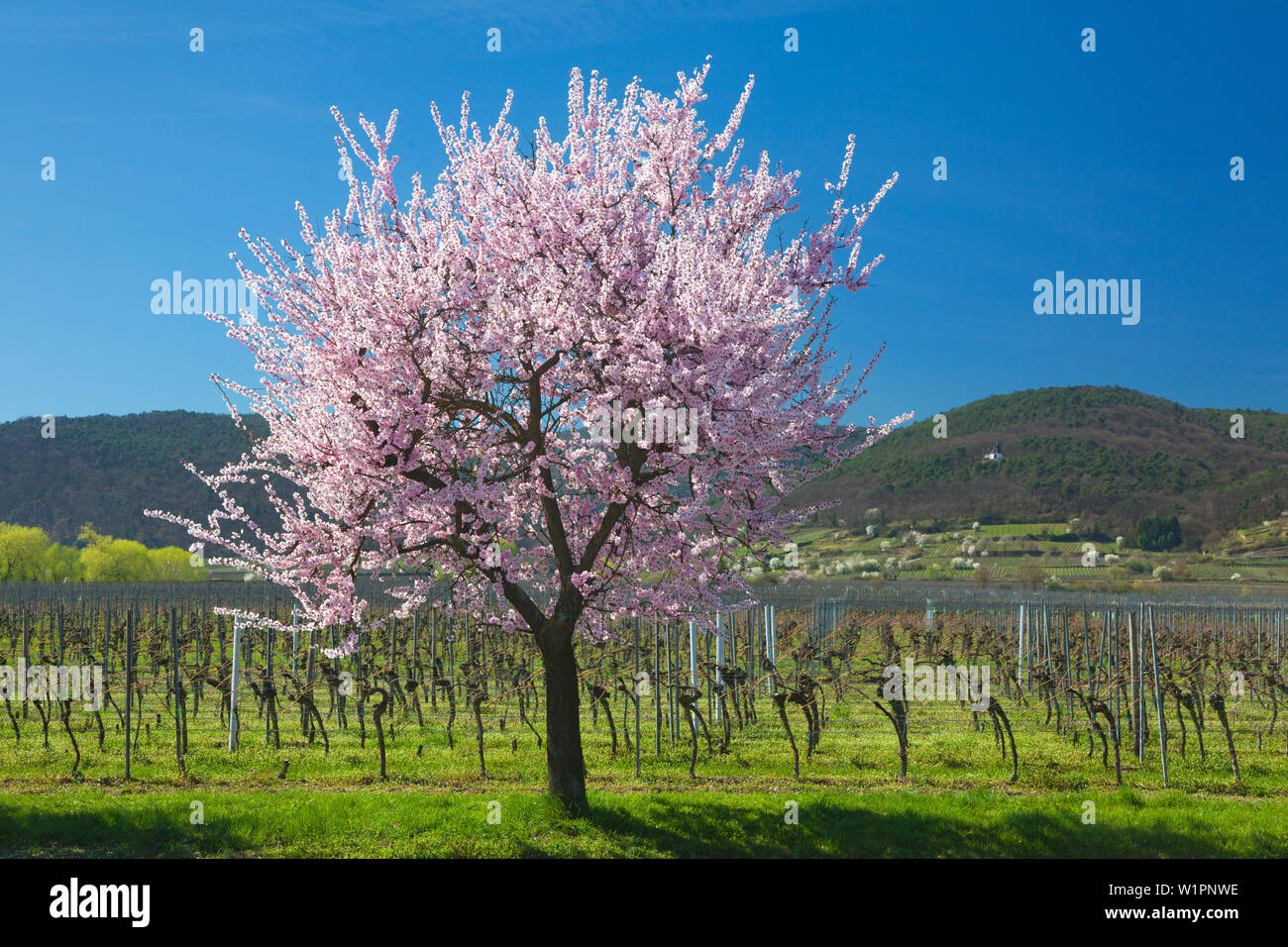 Fiore di mandorla, Mandelbluetenweg, Deutsche Weinstrasse (tedesco la strada del vino), Pfalz, Renania-Palatinato, Germania Foto Stock