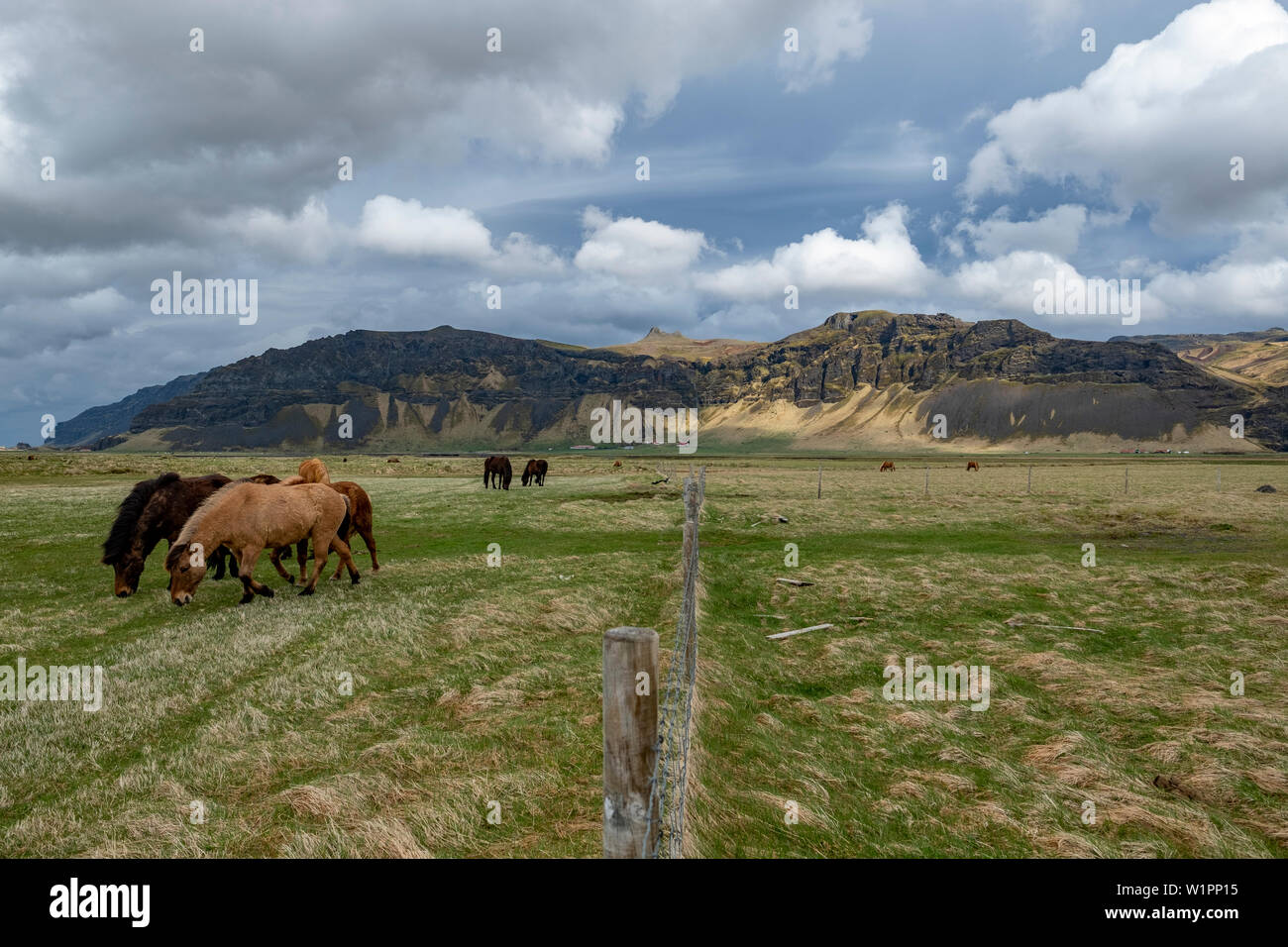 Un allevamento di cavalli islandesi pascolano in un pascolo sotto la spettacolare vista delle montagne sullo sfondo. Foto Stock