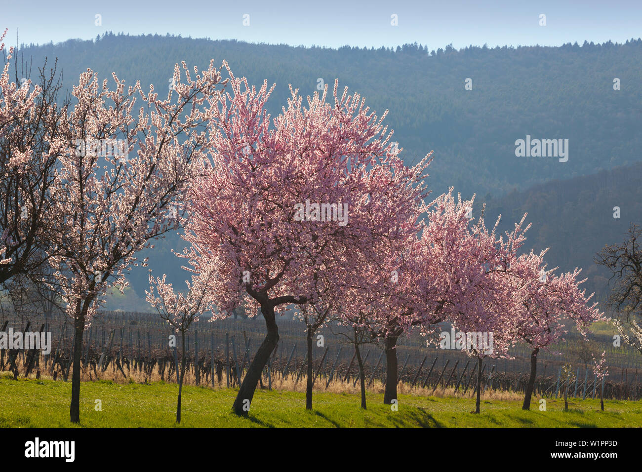 Fiore di mandorla, Mandelbluetenweg, Deutsche Weinstrasse (tedesco la strada del vino), Pfalz, Renania-Palatinato, Germania Foto Stock