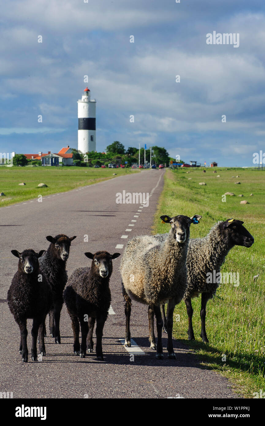 Langer Langer Jan su Oeland. Free-roaming pecore in street, Schweden Foto Stock