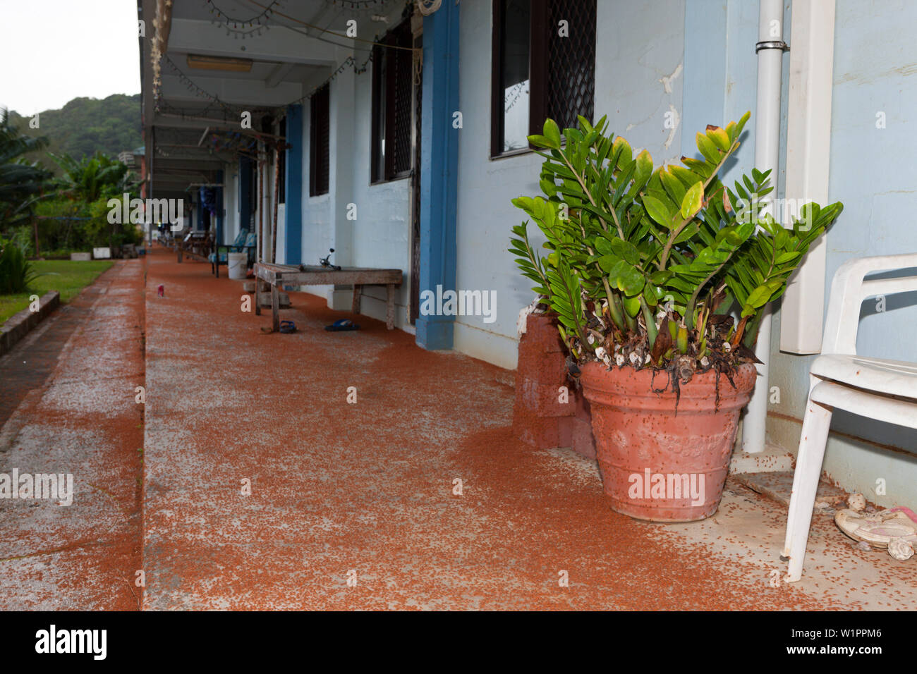 Il novellame di granchi che migrano attraverso Flying Fish Cove, Gecarcoidea natalis, Isola Christmas, Australia Foto Stock