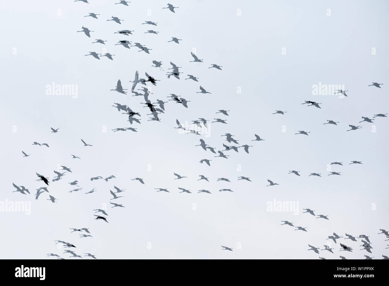 Gru battenti, doppia esposizione, studio di volo, la migrazione degli uccelli, grus grus, autunno, Stork village, Fehrbellin, Linum, Storchendorf, Brandeburgo, Germania Foto Stock Gru battenti, doppia esposizione, studio di volo, la migrazione degli uccelli, grus grus, autunno, Stork village, Fehrbellin, Linum, Storchendorf, Brandeburgo, Germania Foto Stock