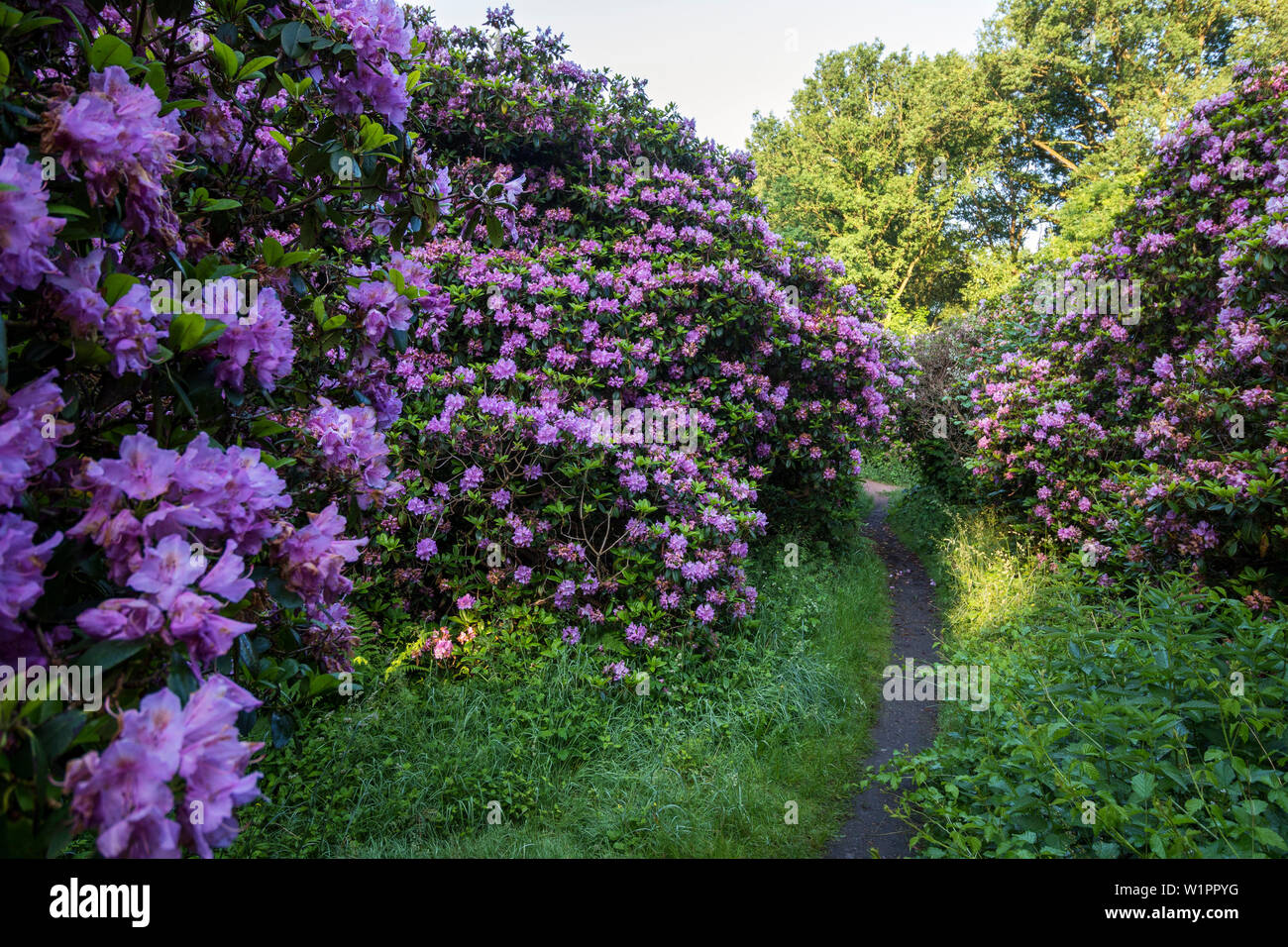 Rhododendron park, Dessau-Roßlau, Sassonia-Anhalt, Germania, Europa Foto Stock