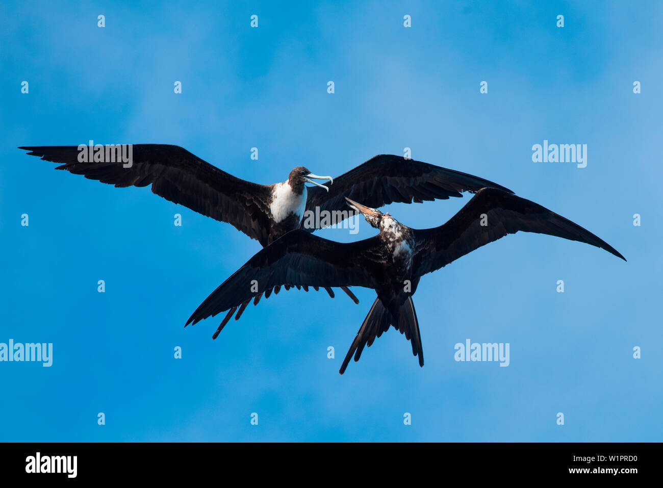 Due Frigatebirds in volo Foto Stock