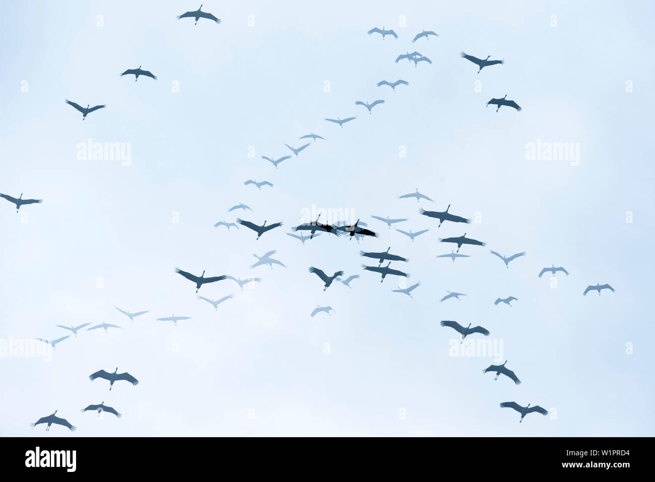 Gru battenti, doppia esposizione, studio di volo, la migrazione degli uccelli, grus grus, autunno, Stork village, Fehrbellin, Linum, Storchendorf, Brandeburgo, Germania Foto Stock Gru battenti, doppia esposizione, studio di volo, la migrazione degli uccelli, grus grus, autunno, Stork village, Fehrbellin, Linum, Storchendorf, Brandeburgo, Germania Foto Stock