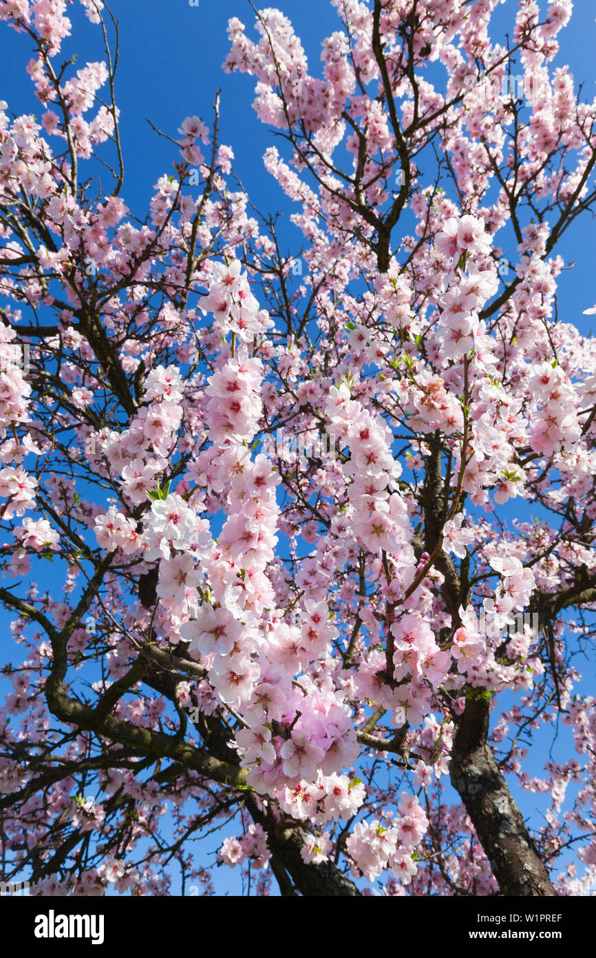 Fiore di mandorla, Mandelbluetenweg, Deutsche Weinstrasse (tedesco la strada del vino), Pfalz, Renania-Palatinato, Germania Foto Stock