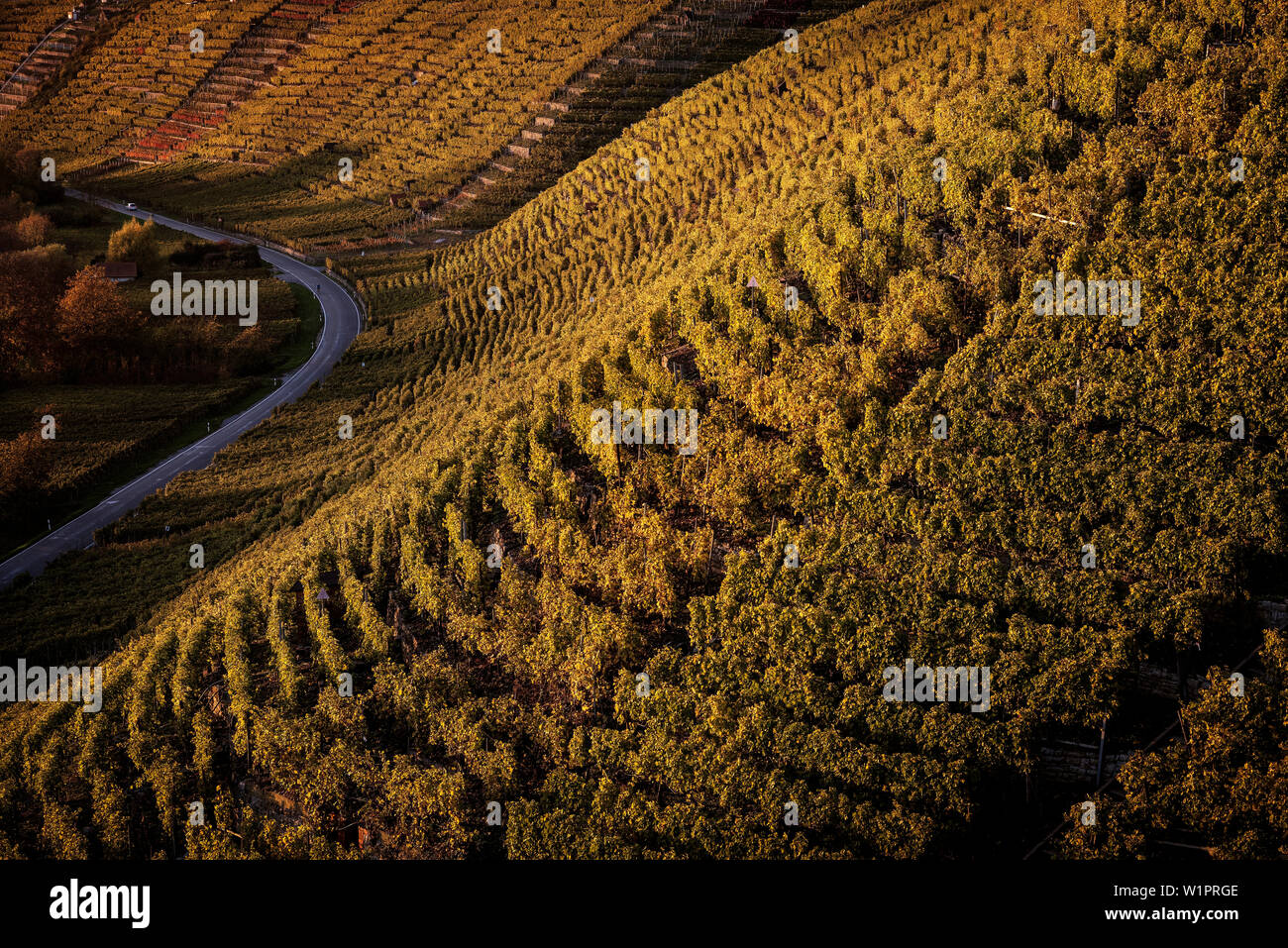 Dettaglio della viticoltura e street lungo la salita e la regione vinicola di Hessigheim, Ludwigsburg distretto, Baden-Wuerttemberg, Germania Foto Stock