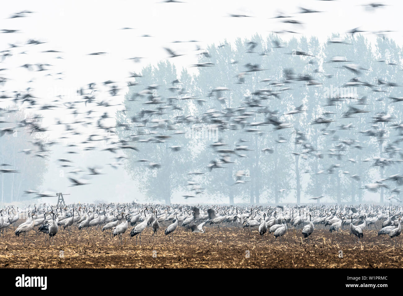 Gru di atterraggio in un campo di volo, studio, la migrazione degli uccelli, stormo di uccelli, giornata autunnale, Fehrbellin, Linum, Brandeburgo, Germania Foto Stock Gru di atterraggio in un campo di volo, studio, la migrazione degli uccelli, stormo di uccelli, giornata autunnale, Fehrbellin, Linum, Brandeburgo, Germania Foto Stock
