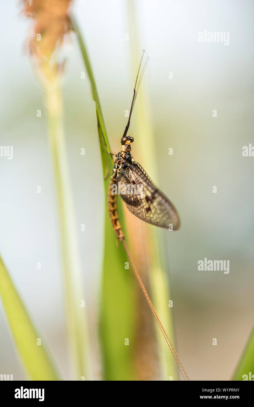 Volare, Riserva della Biosfera, estate, paesaggio culturale, Spreewald, Brandeburgo, Germania Foto Stock