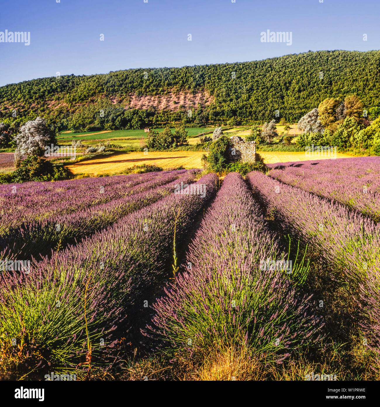 Campo di lavanda, Vaucluse Provence, Francia Foto Stock