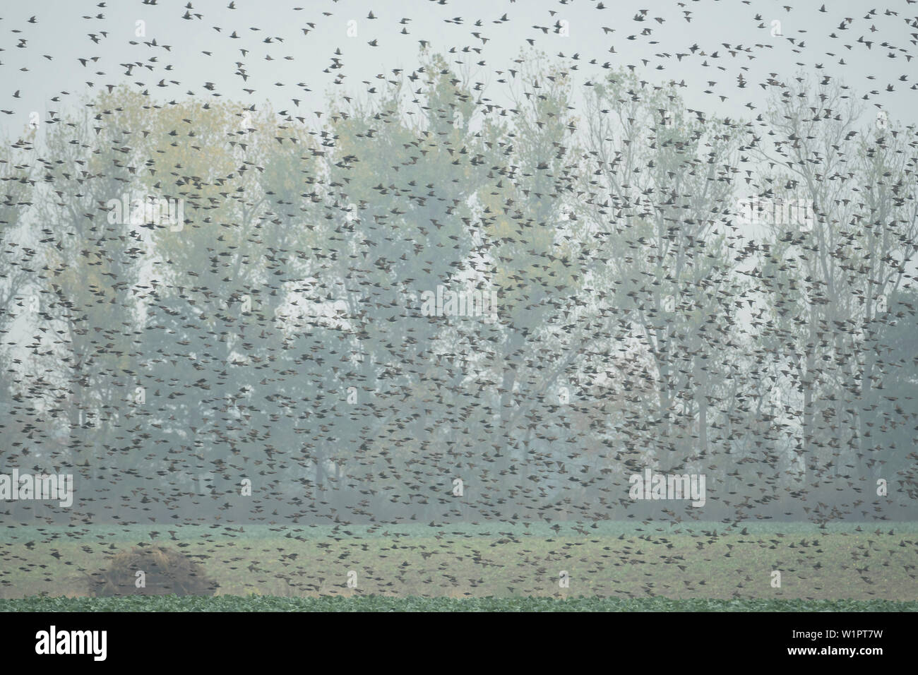 Uccelli, storni volando al di sopra di un campo di volo, studio, la migrazione degli uccelli, stormo di uccelli, giornata autunnale, Fehrbellin, Linum, Brandeburgo, Germania Foto Stock Uccelli, storni volando al di sopra di un campo di volo, studio, la migrazione degli uccelli, stormo di uccelli, giornata autunnale, Fehrbellin, Linum, Brandeburgo, Germania Foto Stock