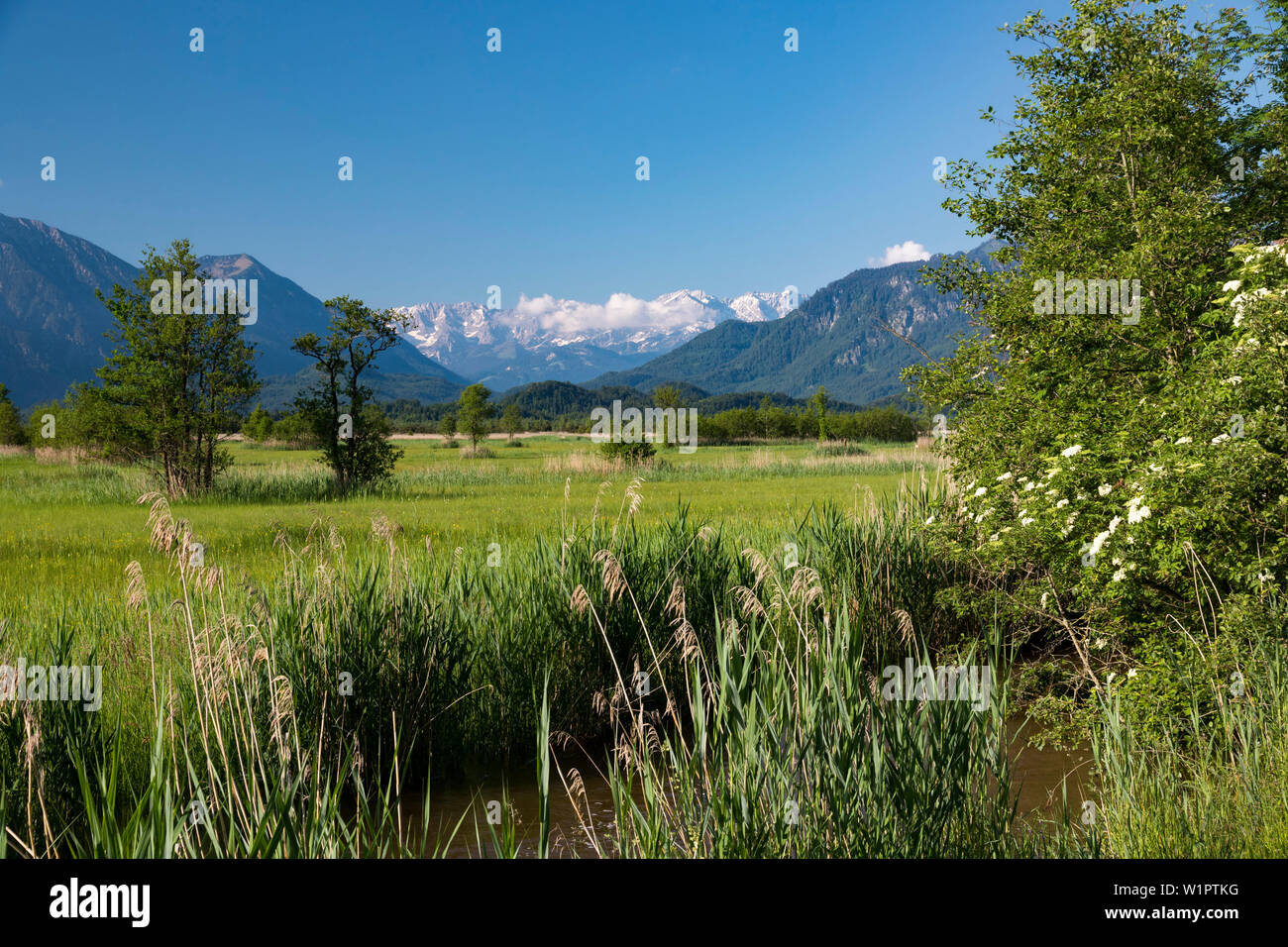 Moor, Murnau Ramsach river, montagne del Wetterstein, Alpi, Landkreis Garmisch-Partenkirchen, Alta Baviera, Germania, Europa Foto Stock