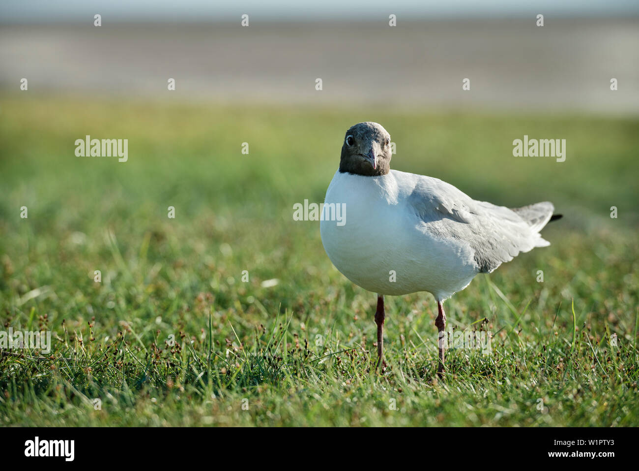 Patrimonio Mondiale UNESCO il mare di Wadden, sea gull, Westerhever, Schleswig-Holstein, Germania, Mare del Nord Foto Stock