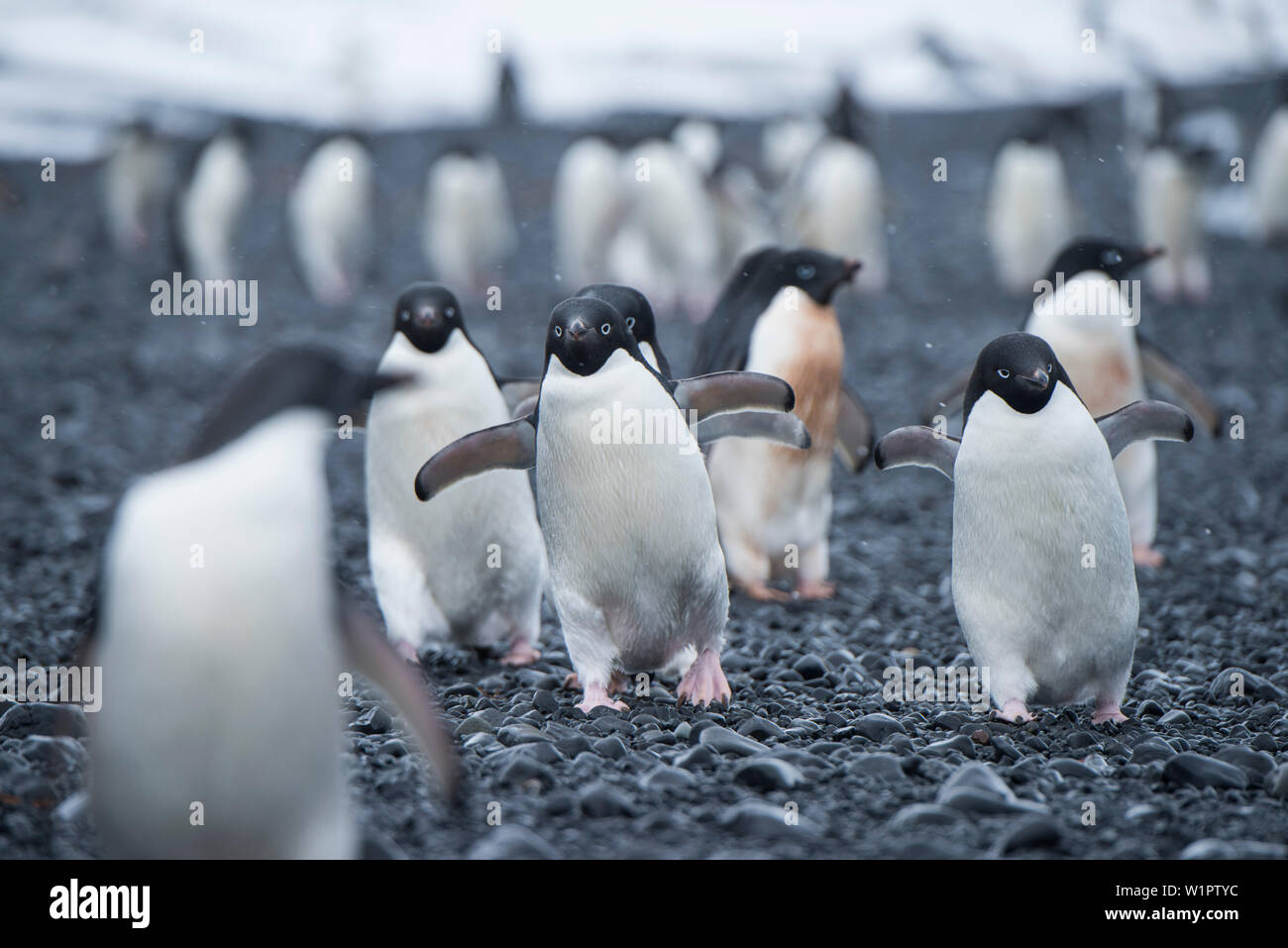 Un gruppo di pinguini Adélie (Pygoscelis adeliae) in luce neve marzo lungo la spiaggia, la voce per l'acqua, marrone Bluff, Mare di Weddell, Peninsu Antartico Foto Stock