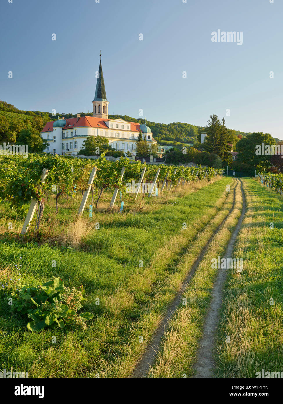 Il Pin in Gumpoldskirchen, Regione Termale, Austria Inferiore, Austria Foto Stock