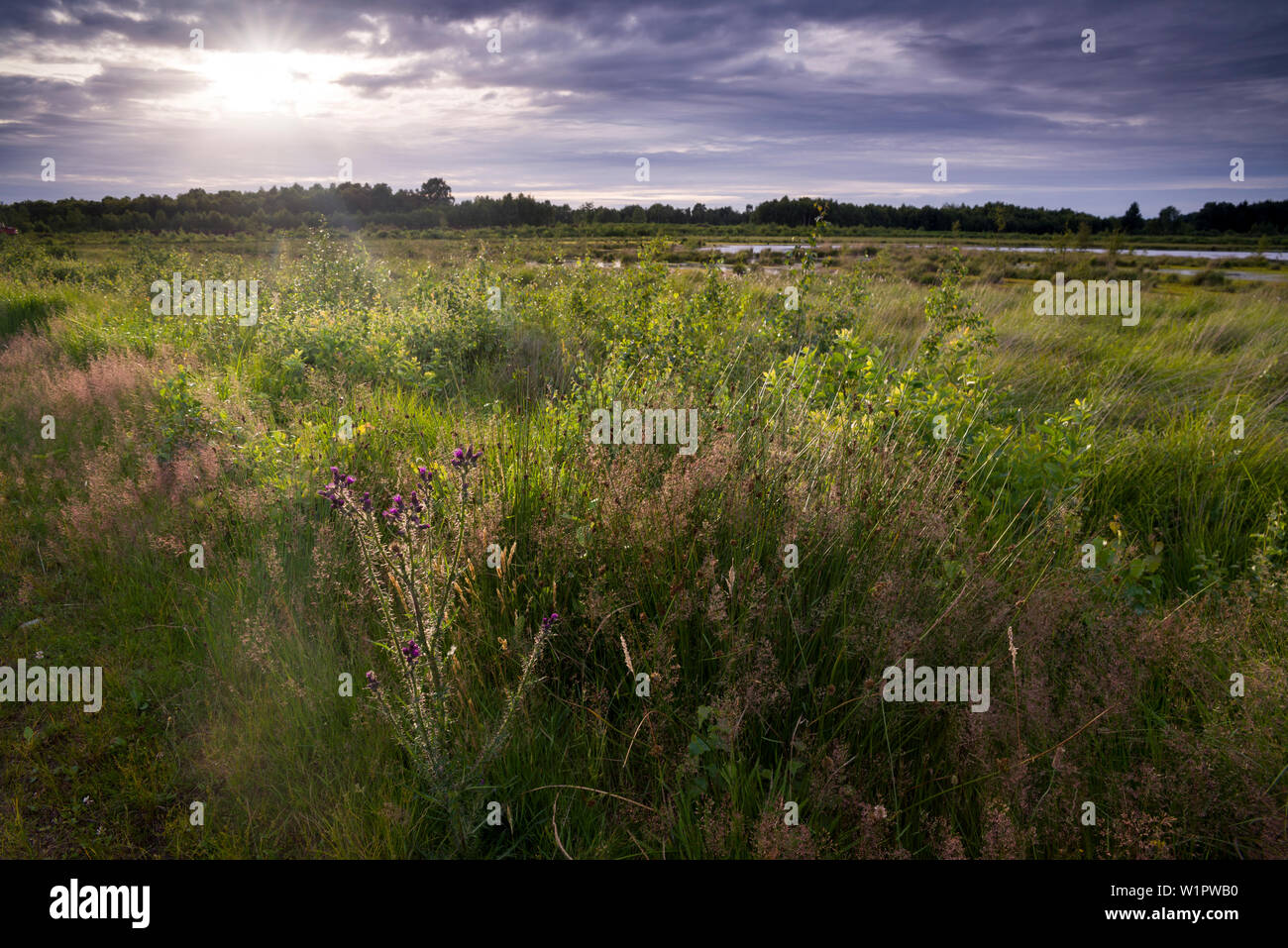 Goldenstedter Moor nella luce della sera, Goldenstedt, Vechta, Wildeshauser Geest, Bassa Sassonia, Germania Foto Stock