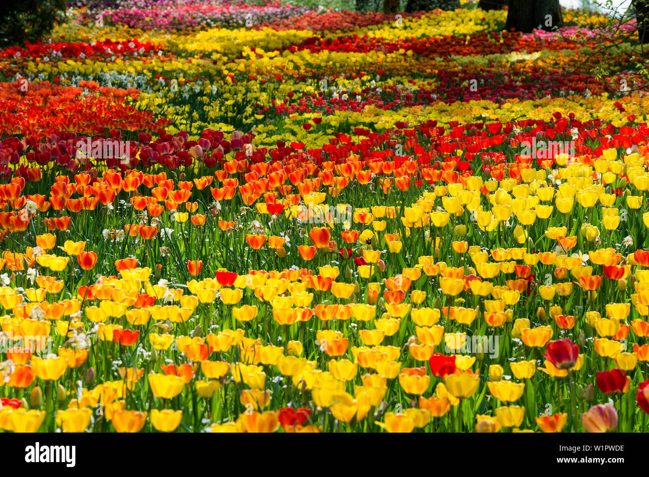 Blooming tulip prati in primavera, Isola di Mainau, Lago di Costanza, Baden-Württemberg, Germania Foto Stock