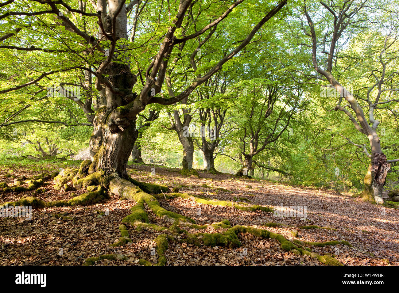 Il vecchio comune di alberi di faggio (Fagus sylvatica) utilizzato per l'alimentazione del bestiame in Hutewald Halloh legno della foresta di pascolo Albertshausen, Hesse, Germania, Europa Foto Stock