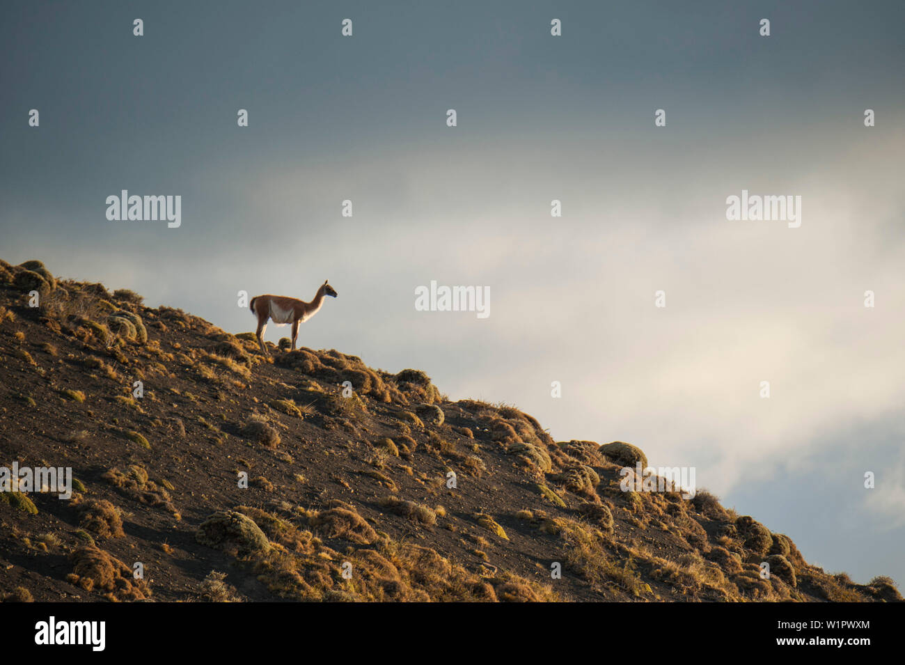 Un guanaco (Lama guanicoe) sorge su una collina al sole, parco nazionale Torres del Paine, Magallanes y de la Antartica Chilena, Patagonia, Chil Foto Stock