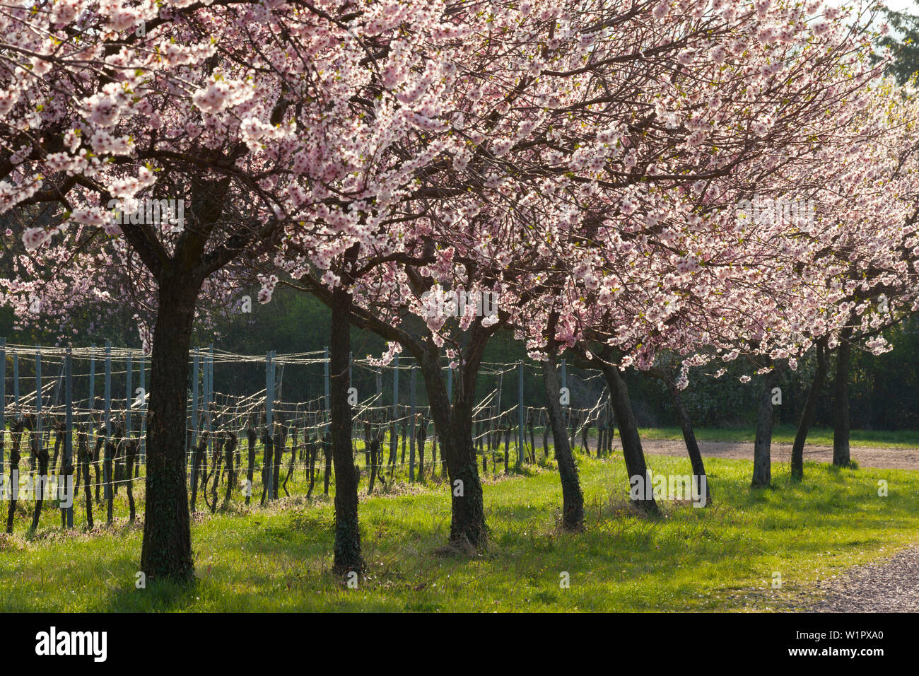Fiore di mandorla, Mandelbluetenweg, Deutsche Weinstrasse (tedesco la strada del vino), Pfalz, Renania-Palatinato, Germania Foto Stock