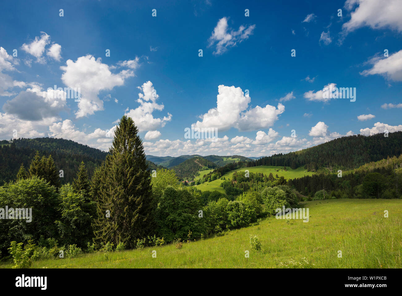 Un paesaggio collinare con prati e foreste, Belchen, Kleines Wiesental, Foresta Nera meridionale, foresta nera, Baden-Württemberg, Germania Foto Stock
