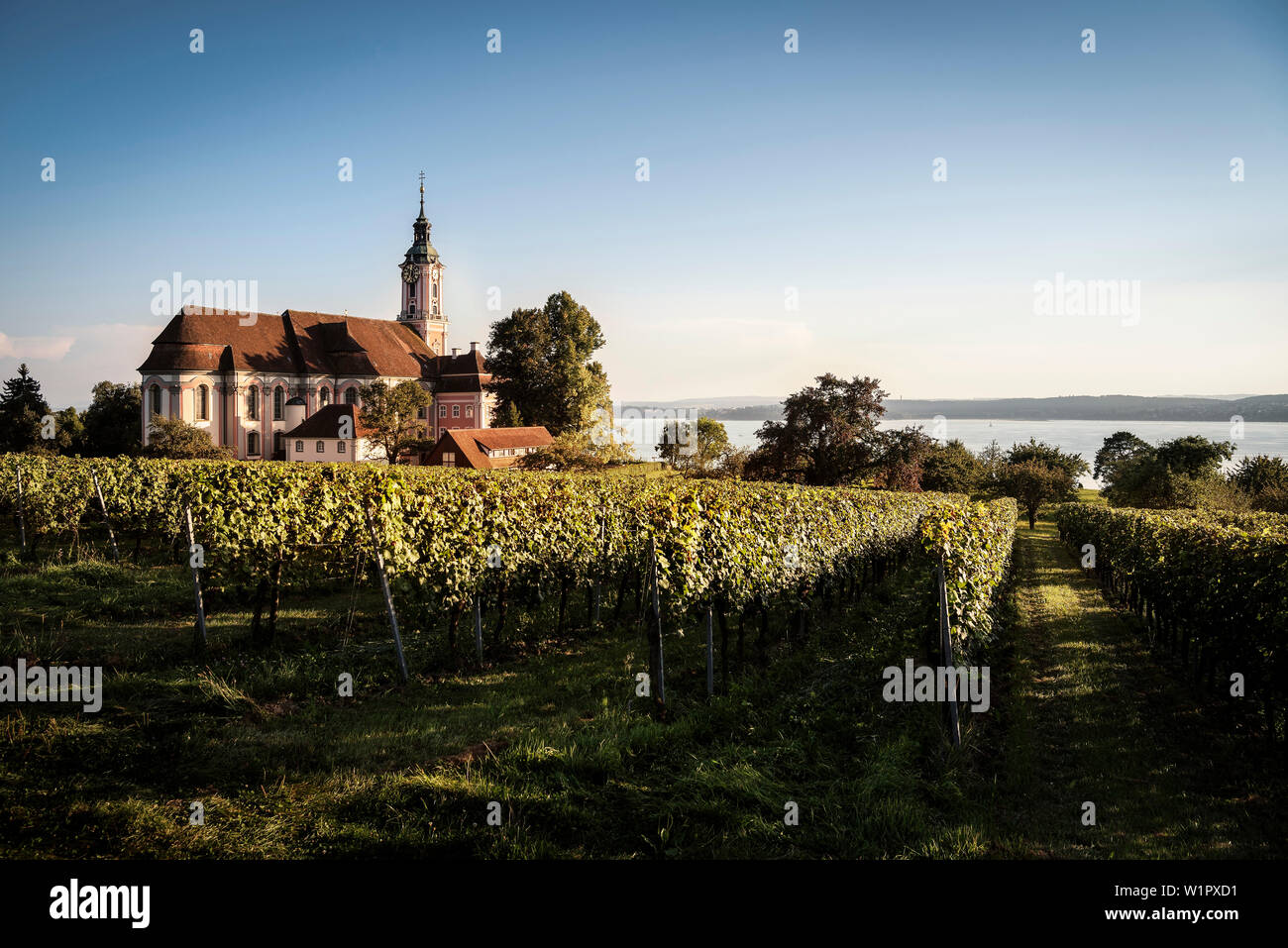 La viticoltura di fronte alla chiesa di pellegrinaggio, Uhlingen Muehlhofen, Lago di Costanza, Baden-Wuerttemberg, Germania Foto Stock