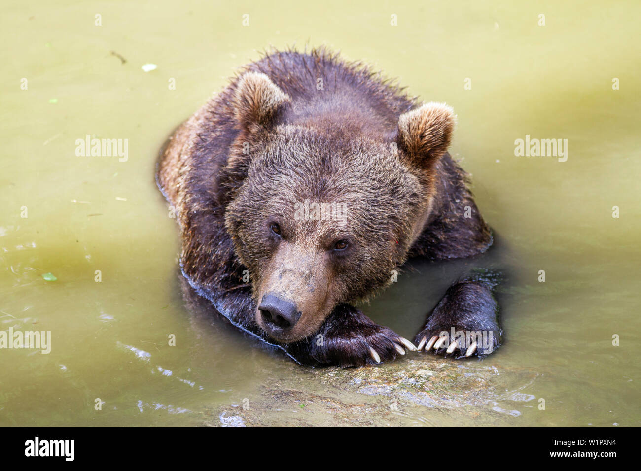 Orso bruno in acqua, Ursus arctos, Parco Nazionale della Foresta Bavarese, Baviera, Germania, Europa, captive Foto Stock