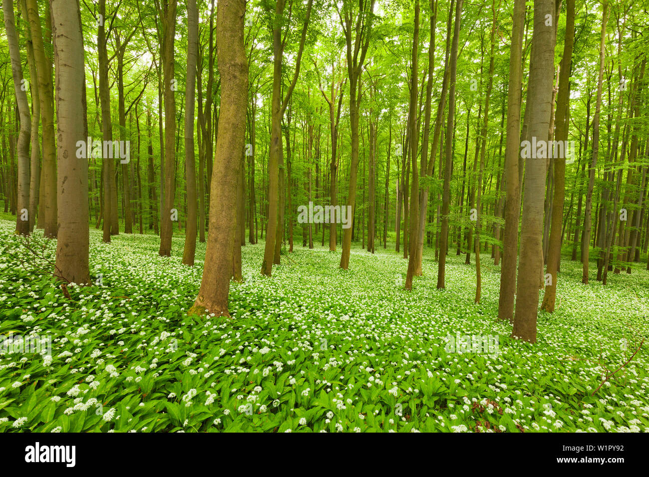 Fiorente aglio selvatico, faggeto, Parco Nazionale Hainich, Turingia, Germania Foto Stock