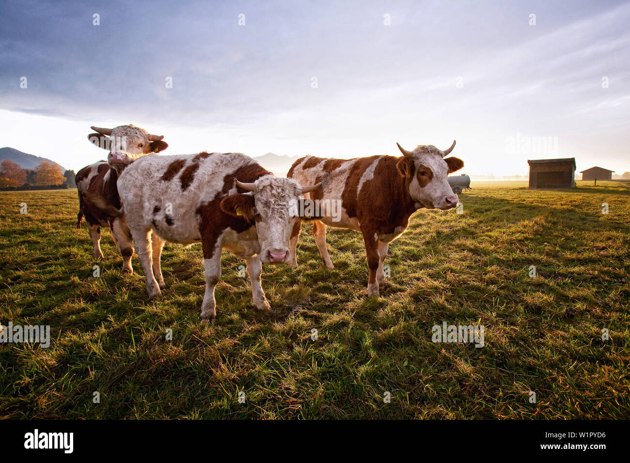 Bull e vitello nella serata calda luce sul pascolo di Chiemgau Foto Stock