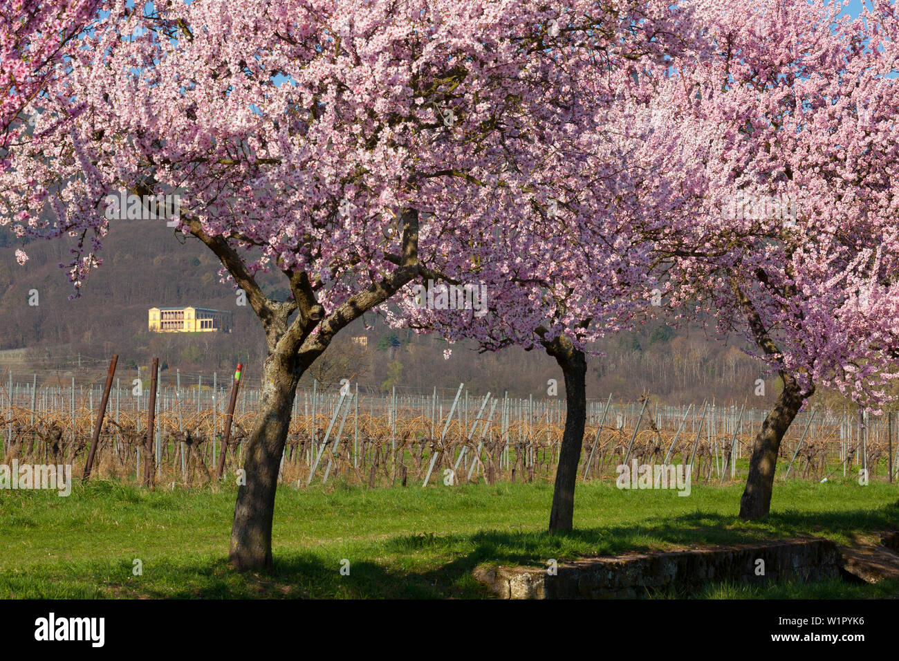Fiore di mandorla a Villa Ludwigshoehe, Mandelbluetenweg, Deutsche Weinstrasse (tedesco la strada del vino), Pfalz, Renania-Palatinato, Germania Foto Stock