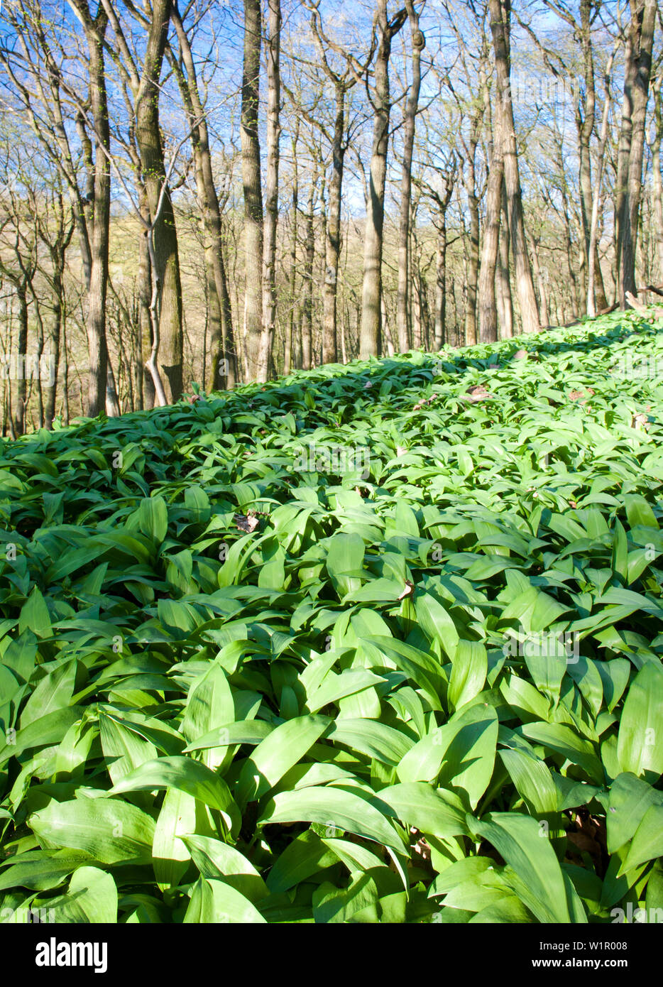 Aglio selvatico, Parco Naturale di Steigerwald, bassa Franconia, Baviera, Germania Foto Stock